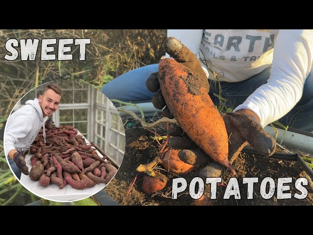 Revealing My Sweet Potato Growing Secrets 🤫