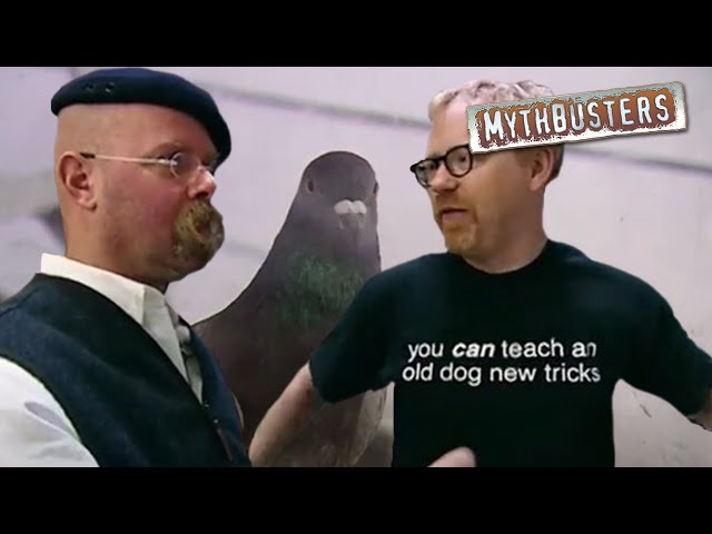 A Truck Full of Flying Pigeons vs Stationary - Which is Lighter? | MythBusters