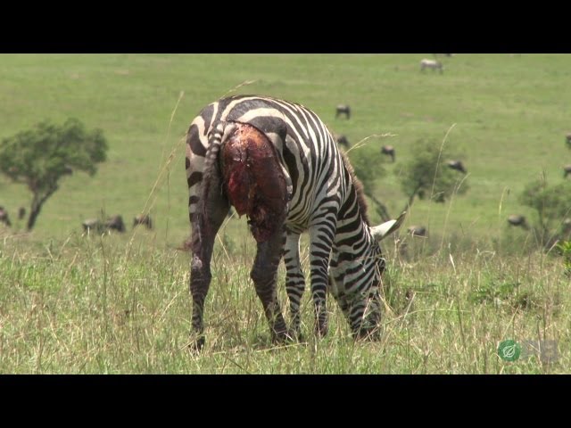 Zebras: Nature's Ultimate Prey - Horrifying Planet - Ep. 1