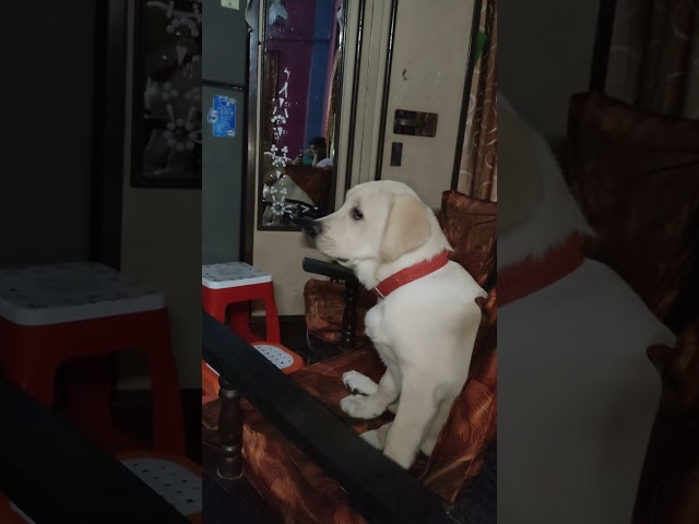 cute labrador dog looking at the mirror 🪞🤣🐕 || labrador dog || labrador dog cute video 😍❤️🐕