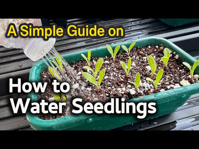 How to Water Seedlings | A Simple Guide
