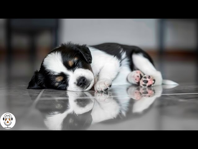 Music to Relax Dogs 💖 Soothing Music for Your Baby Pets, Calming Sleep Music