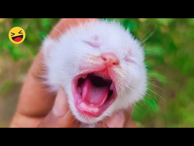 Funniest Cats and Dogs Videos Compilation 2023 🐶😻 #7