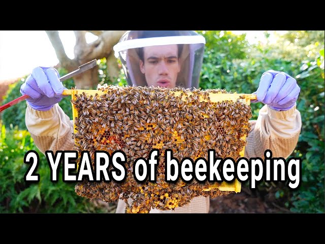 Beekeeping from day 1 to 2 years - WHOLE process from beginner beekeeper to my record honey harvest