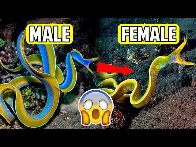 10 ANIMALS That Can CHANGE THEIR GENDER ♂️ ↔️♀️