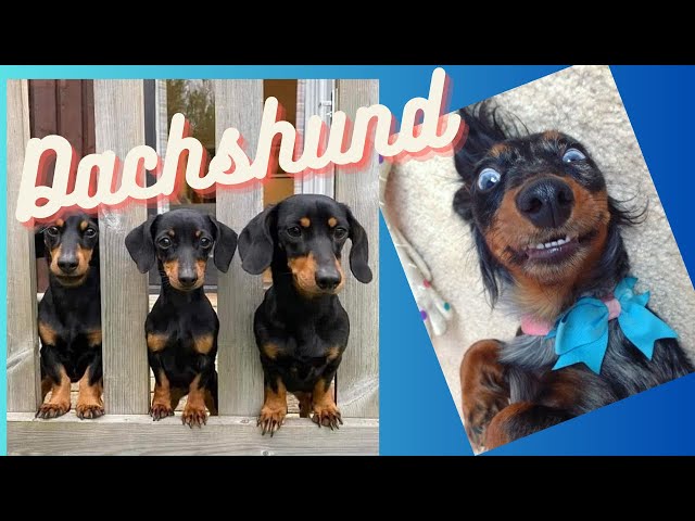 Dachshund Dog Video compilation , we love Dachshund Weiner, salchicha Dachshund around the World