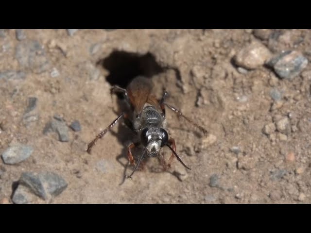 Digger wasps (Spheciformes)