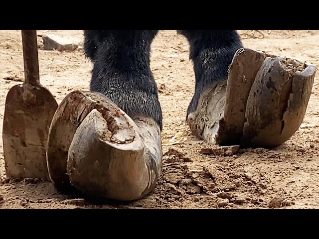 The hoof is so long that the donkey cannot walk and needs to be trimmed urgently