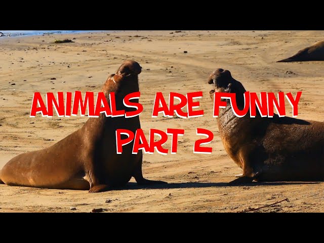 ANIMALS ARE FUNNY PART 2 by The Brilliant Kid