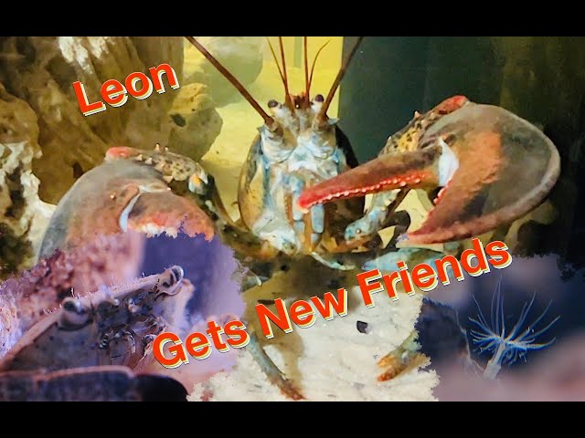 Leon Gets New Friends