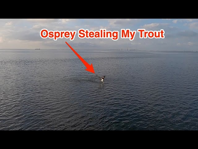Failed Quest For Black Drum Leads To Epic Trout Bite In Tampa Bay