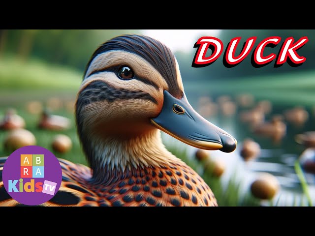 DUCK - Wildlife Wonders 🦆 Animals for Kids 🦆 Educational Videos For Kids 🦆 no comment