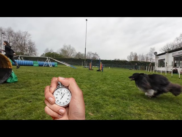 Fast Agility training with sheltie (shetland sheep dog).