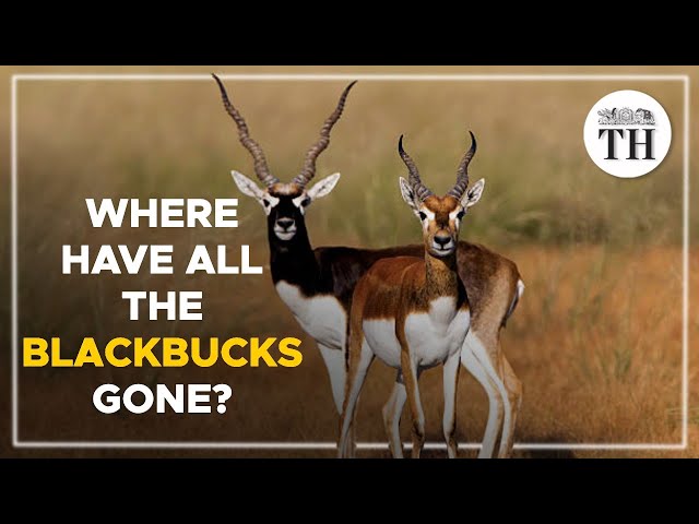 Where have all the blackbucks gone? | The Hindu