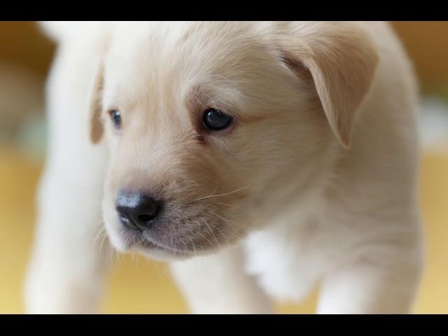 Puppy Opens its Eyes for the First Time | Puppy Senses | Secret Life of Dogs | BBC Earth