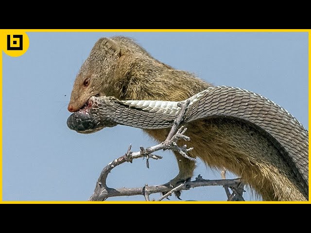 14 Merciless Battles Of Wild Snakes And Mongooses !