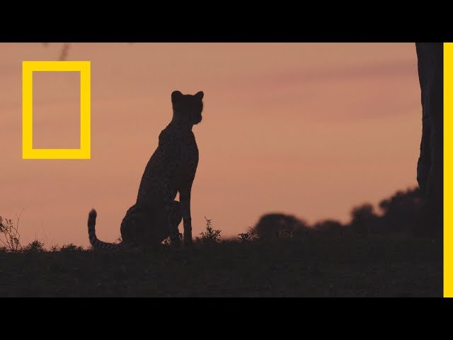 القطط الكبيرة | الحيوانات البريّة | ناشونال جيوغرافيك أبوظبي