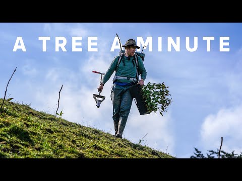 Planting a small forest in 24 hours (1440 trees)