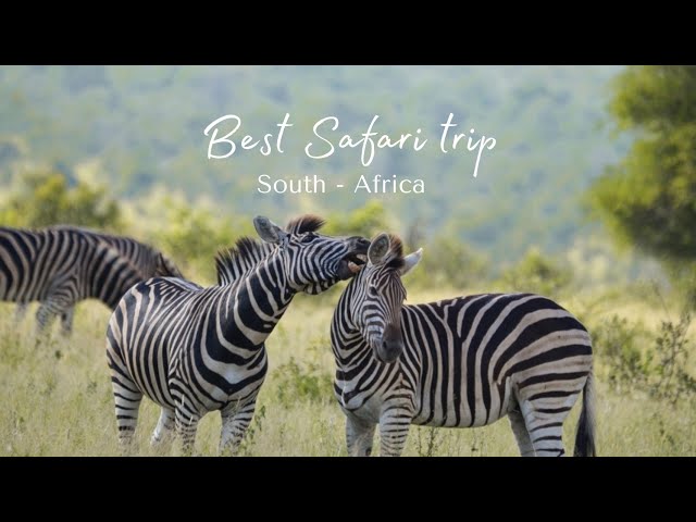 Best Safari trip South-Africa 4k