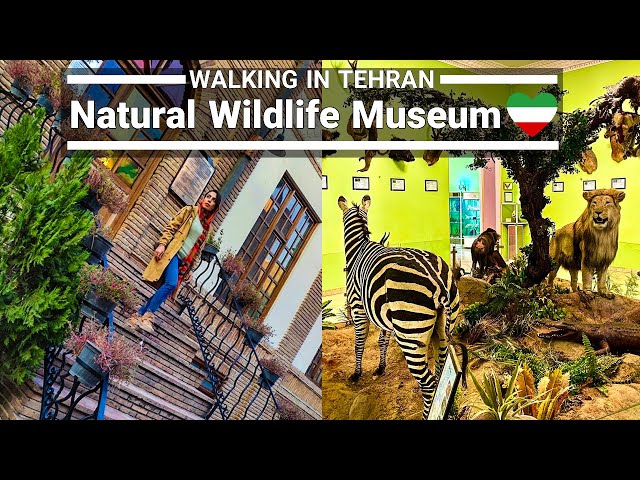 Natural Wildlife Museum | Tehran Walking Tour | Iran / موزه حیات وحش هفت چنار تهران ایران