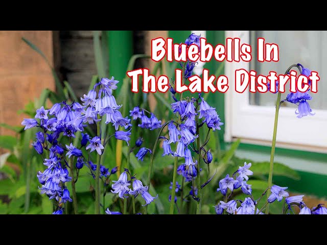 Bluebells - Landscape Photography