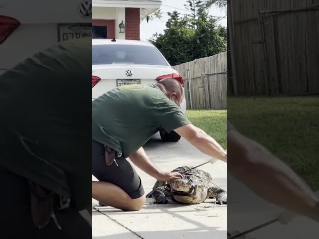 Eight-foot alligator pulled out of a storm drain pipe in the front yard of a Florida home