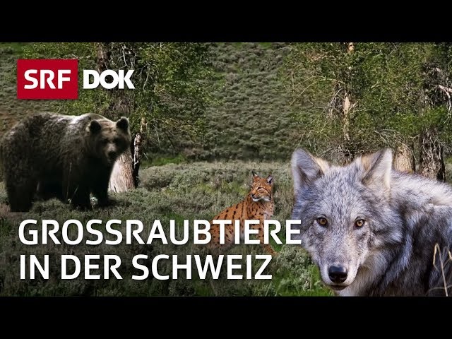Wolf, Luchs und Bär | Die Rückkehr der grossen Raubtiere in die Schweiz | Doku | SRF Dok