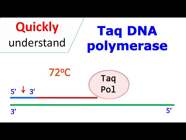 Taq DNA polymerase