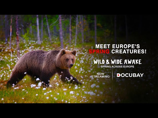 Experience Spring Time In Europe! | Wild & Wide Awake, Spring Across Europe - Documentary Trailer