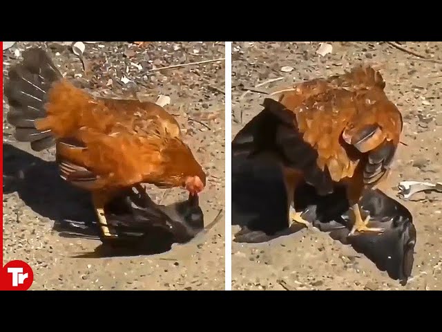 Look What Happens When Crows Messes With Chickens..They Paid the Price