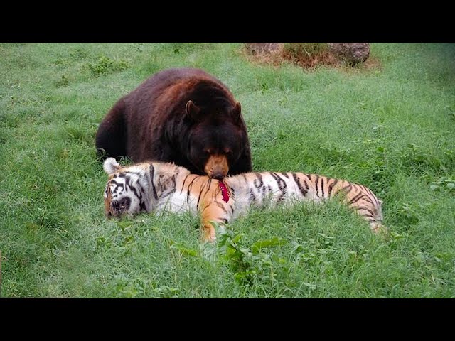 Moments When Animals Face the Bear