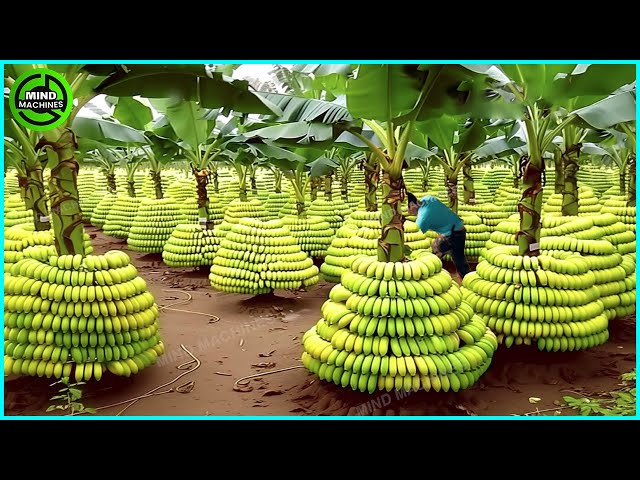 The Most Modern Agriculture Machines That Are At Another Level , How To Harvest Bananas In Farm ▶4