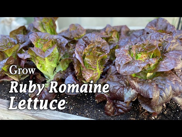 How to Grow Ruby Romaine Lettuce from Seed | from Seed to Harvest
