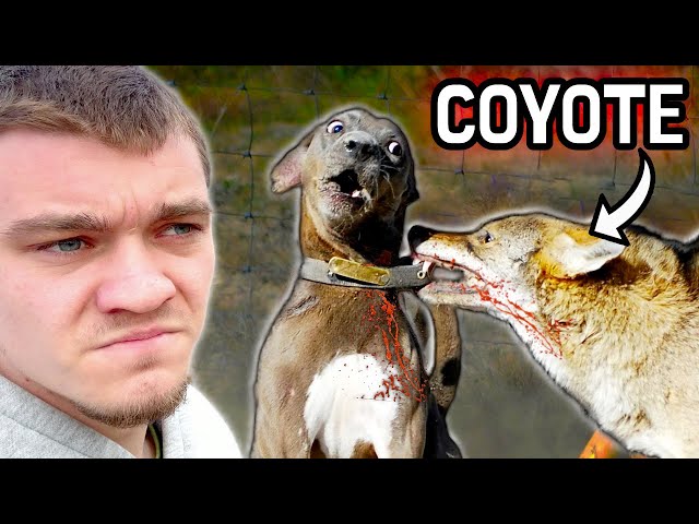 Hunting Down the Coyotes that Killed My Dog