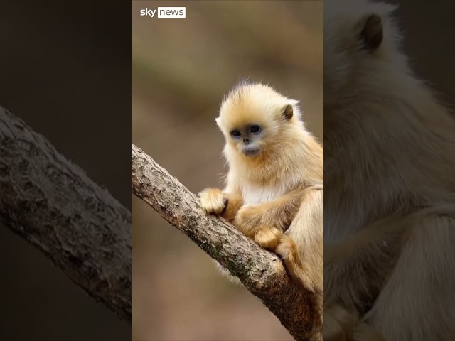 Nature park welcomes 30 baby monkeys