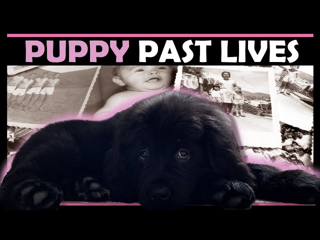 Pet Psychic Reading - Past Lives of a Puppy | Liv got a NEW PUPPY!!