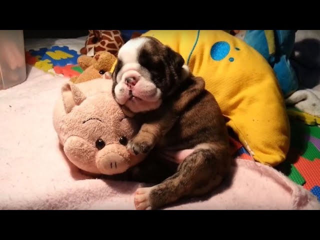 Cute And Funny Snoring Puppies Compilation!