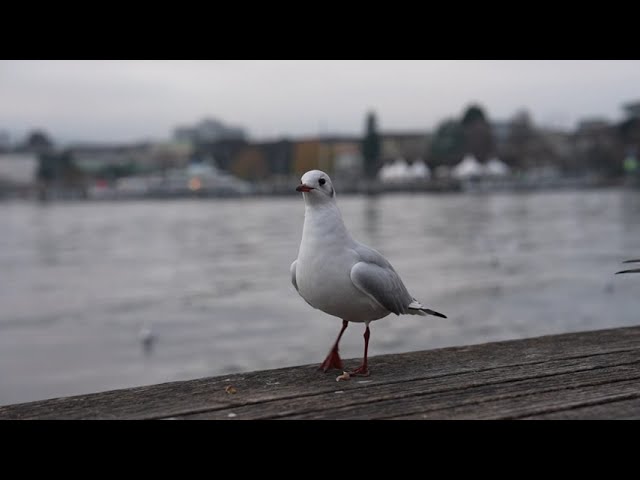 #fokus #seagulls  #zurich