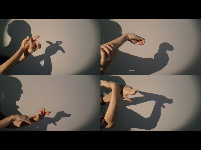 How to make a hand shadow turtle, puffin, dachshund and manatee