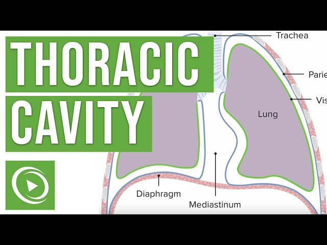 Thoracic Cavity Anatomy | Lecturio Medical