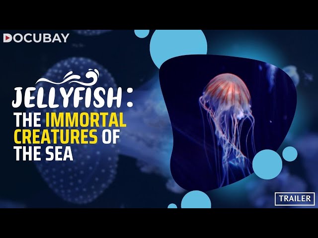 Predator Or Prey? Explore The Intriguing World Of Jellyfish | 'Jellyfish: Creature Of The Century'
