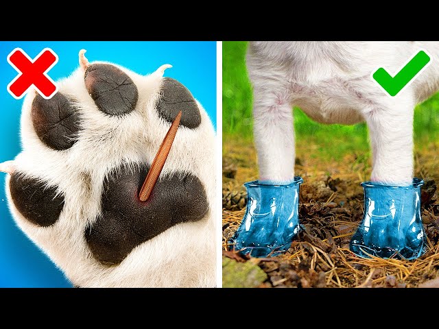 AWESOME HACKS FOR PET OWNERS || Cute DIYs, Fun Toys and Useful Gadgets