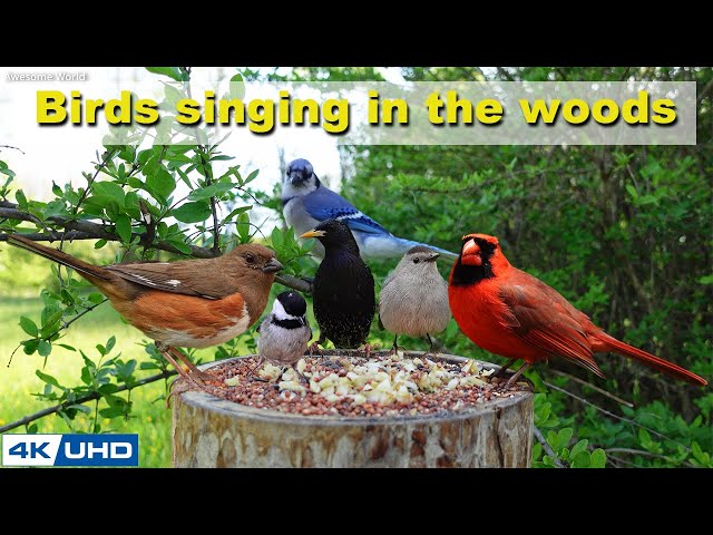 ASMR 4 HOURS of Birds Singing in the Woods, No loop, 4K Cat TV, Relaxing Sound, Awesome World 030