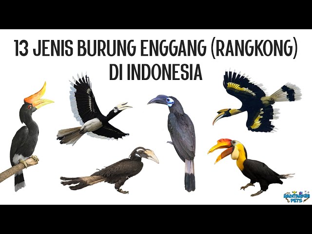 13 Jenis Burung Enggang / Rangkong / Julang / Kangkareng (Hornbill) di Indonesia