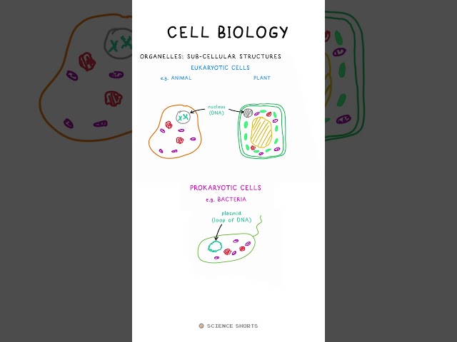 CELLS - Biology Science Revision (GCSE)