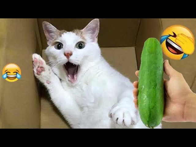 You Laugh You Lose 😍 Funniest Dogs and Cats 2024 😻🐶