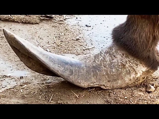 Wow~ The donkey’s hooves look like sharp knives, they can be trimmed for free【DONKEY HOOF SAVIOR】