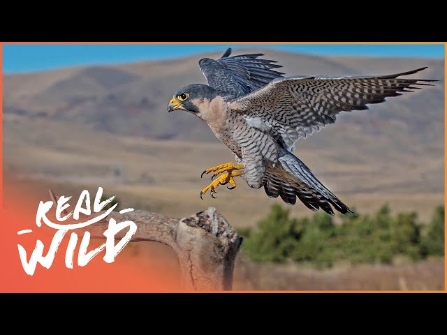 Peregrine Falcon: The 320kph Killer Bird | Amazing Animals Series | Real Wild
