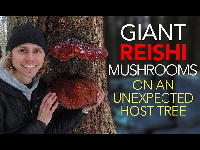 Giant Reishi Mushrooms On An Unexpected Host Tree