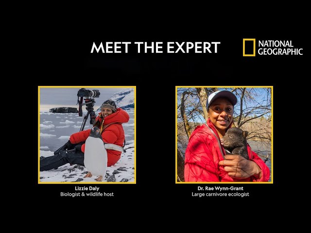 Face-to-Face with a Bear - Meet the Expert | National Geographic
